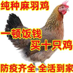 一斤半斤活体鸡苗高产蛋鸡麻羽绿壳蛋鸡脱温鸡苗绿壳蛋鸡小苗宠物