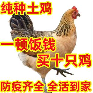 一斤半斤纯种小土鸡苗农村散养走地鸡青脚小鸡活苗笨鸡脱温苗宠物