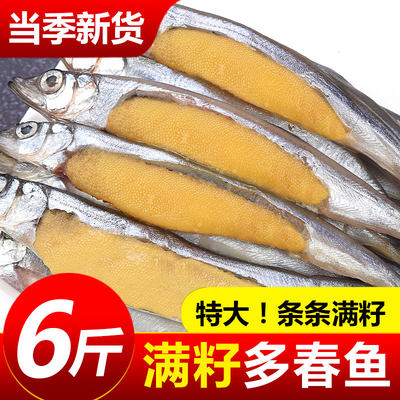满籽多春鱼条条满籽精挑细先
