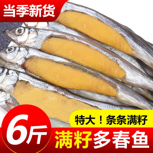 满籽多春鱼条条满籽精挑细先