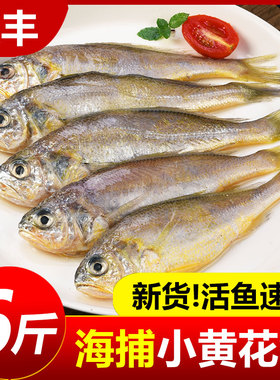 小黄花鱼新鲜速冻海捕鲜活小黄鱼冷冻生鲜海鲜水产深海鱼商用