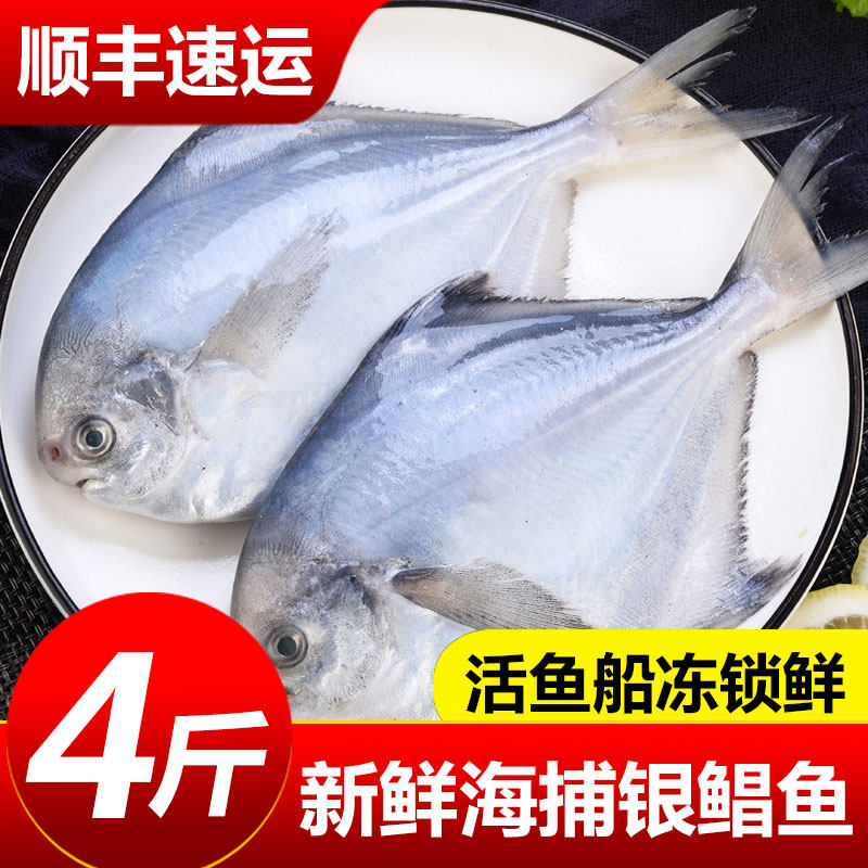 嵩海生鲜特大银鲳鱼海捕冷冻鲳鱼海鲜水产整条装券后29.9元