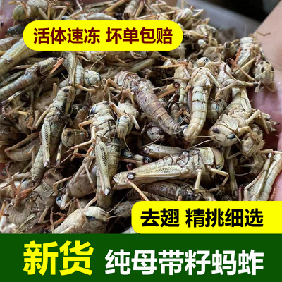 新鲜蝗虫蚂蚱活体速冻公母蚂蚱昆虫美食东亚飞蝗去翅油炸烧烤顺丰
