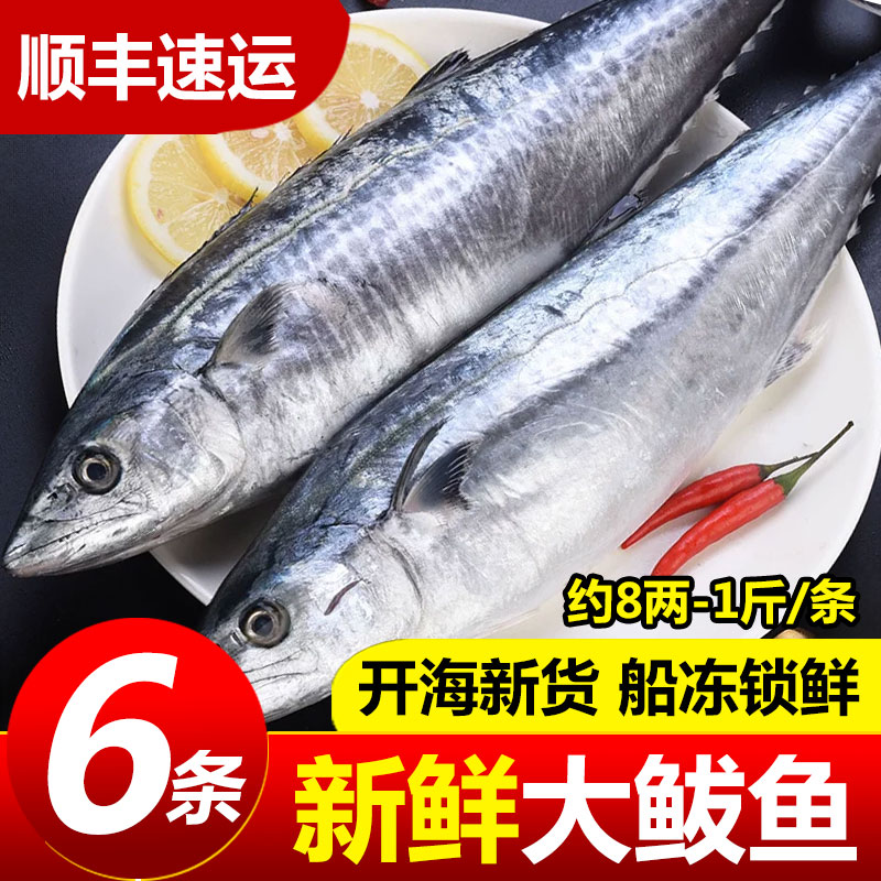 大鲅鱼新鲜活鲐鲅鱼马鲛鱼大整条冷冻青花鱼马友鱼海鲜马交鱼批发图片