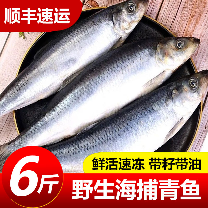 野生青鱼新鲜海鲜野生深海冷水鱼懒人之宝鲱鱼冷冻海鲜东北沙丁鱼