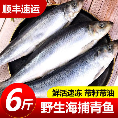野生青鱼新鲜海鲜野生深海冷水鱼懒人之宝鲱鱼冷冻海鲜东北沙丁鱼