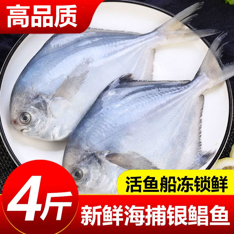 鲳鱼新鲜冷冻银鲳鱼鲜活海鲜水产海捕平鱼白鲳鱼特大非金昌鱼