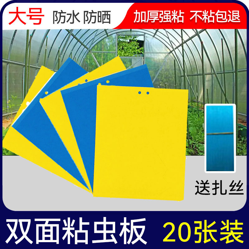 粘虫板小黄板双面诱虫板蓟马蓝板小黑飞粘虫纸黄蓝一体防虫灭杀蝇