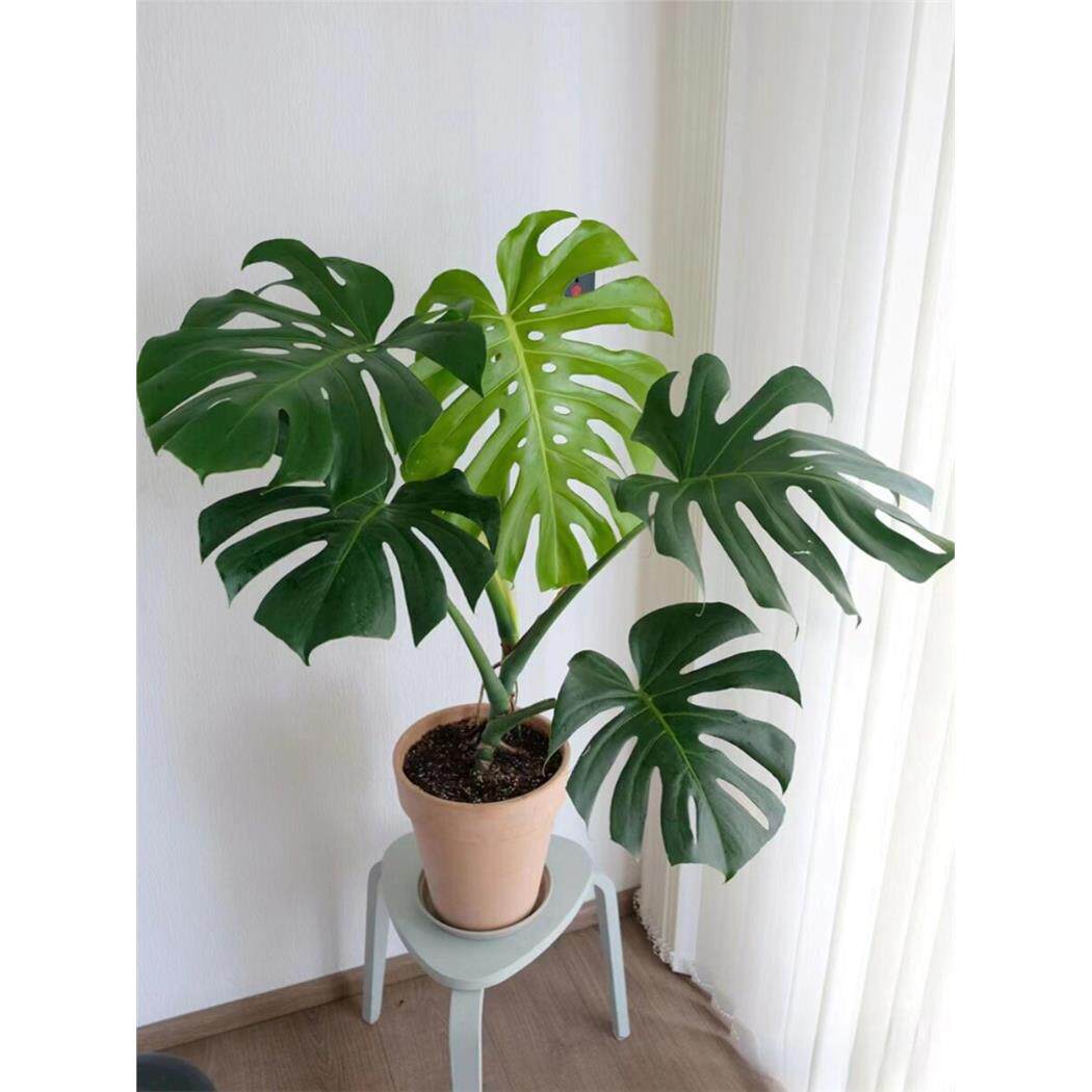 大叶龟背竹盆栽老桩无土水培植物春雨室内观叶桌面绿植耐阴好养活