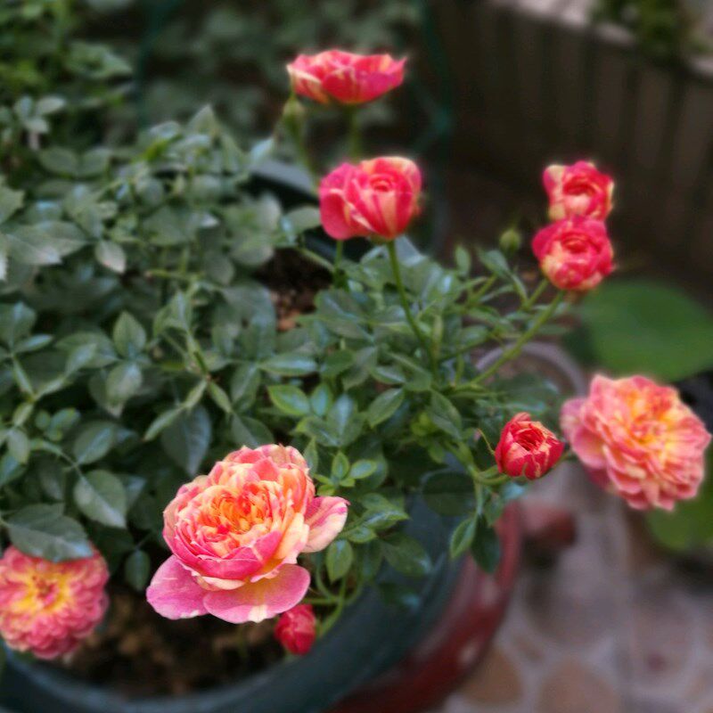 月季花苗躲躲藏藏阳台多花绿植盆栽庭院花卉四季植物微型玫瑰花苗
