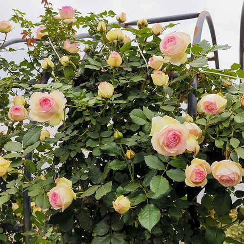 【粉色龙沙宝石  开花多 苗子壮  好养活】