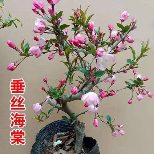 垂丝海棠盆栽植物室外冬季