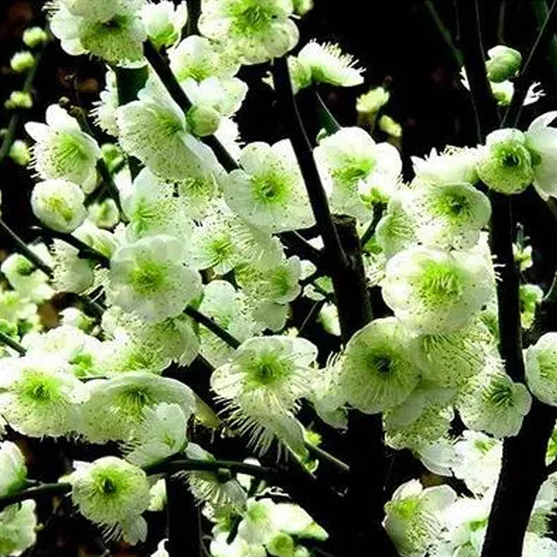 梅花庭院花卉植物室内外四季