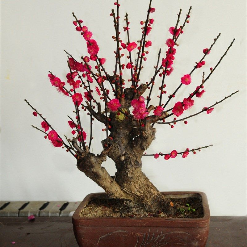 花卉绿植盆工具,鲜花速递/花卉仿真/绿植园艺,绿植,淘宝优惠券,粉丝福利购,淘宝优惠卷