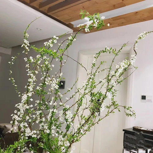 雪柳庭院盆栽垂吊绿植喷雪花