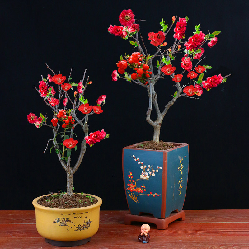 海棠花盆栽好养长寿冠花卉室外植物室内盆景老桩耐寒植物四季植物,鲜花速递/花卉仿真/绿植园艺,时令草本花卉,淘宝优惠券,粉丝福利购,淘宝优惠卷