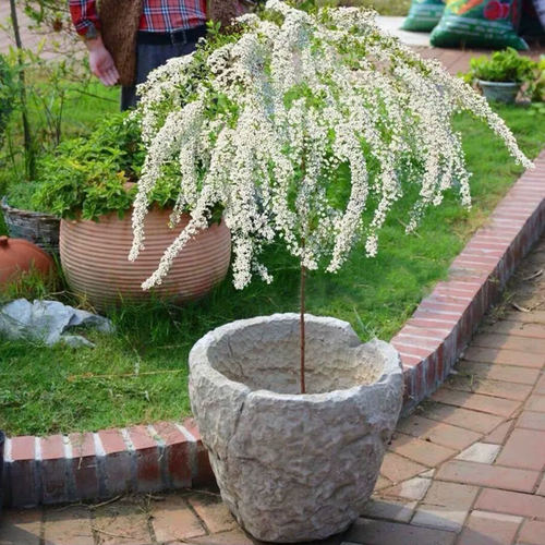 喷雪花棒棒糖盆栽大苗雪柳室内外耐寒花卉阳台庭院耐晒植物好养活