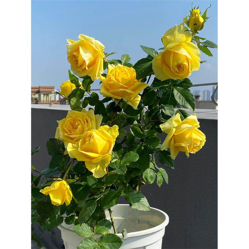 苏格兰黄油切花月季苗盆栽阳台庭院花朵杯状金黄色大花玫瑰多季开