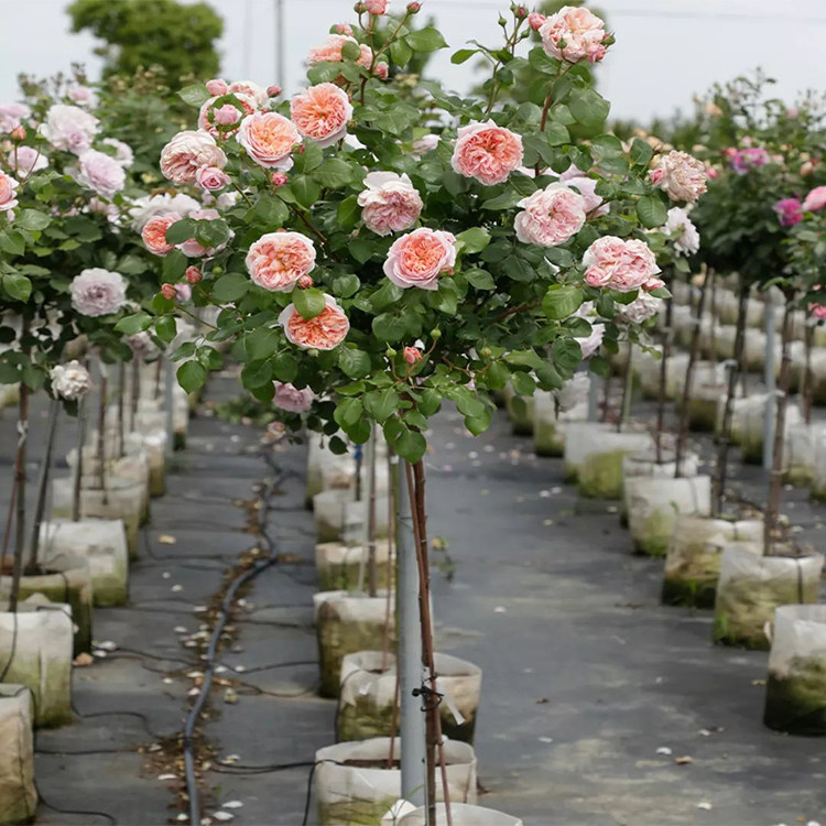 果汁阳台棒棒糖树状月季花树苗特大花玫瑰四季阳台庭院浓香绿植物