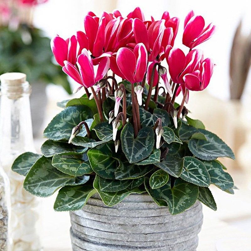 仙客来盆栽新品带花发货好养室内花卉四季花阳台室内盆栽观花植物