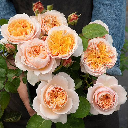 朱丽叶阳台奥斯汀植物月季花苗