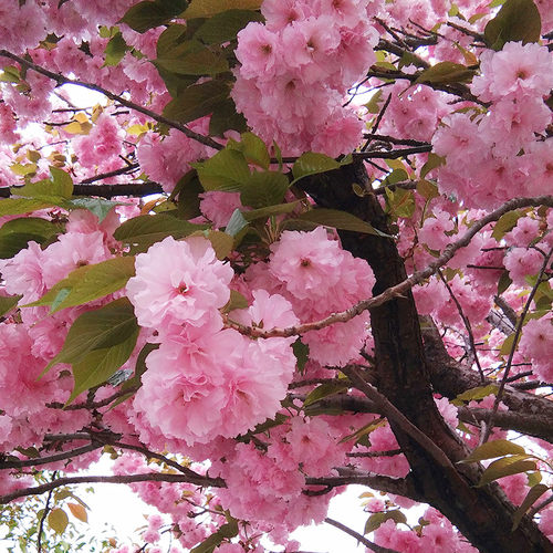 樱花阳台庭院耐寒花卉绿植
