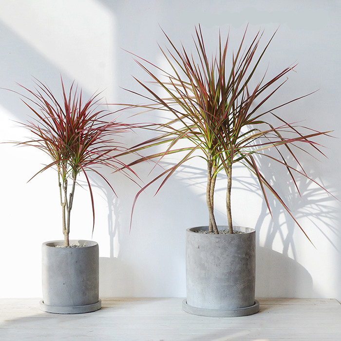 千年木三色龙血树盆栽北欧风格观叶植物观叶型室内七彩铁花卉盆景