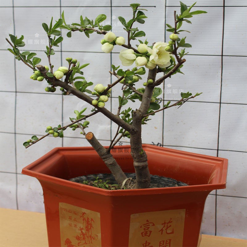 绿宝石海棠花树苗盆栽绿海棠盆景银长寿树桩耐寒室内阳台花卉绿植