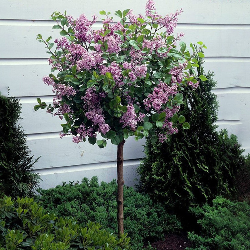 丁香花树苗阳台庭院四季花卉耐寒
