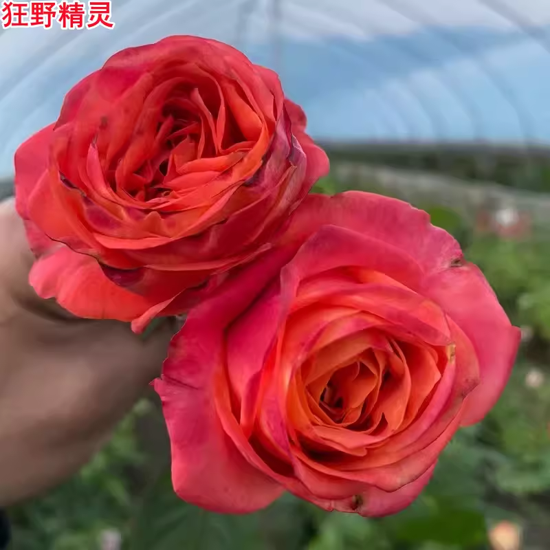 超新品狂野精灵/狂野精神月季苗大花浓香庭