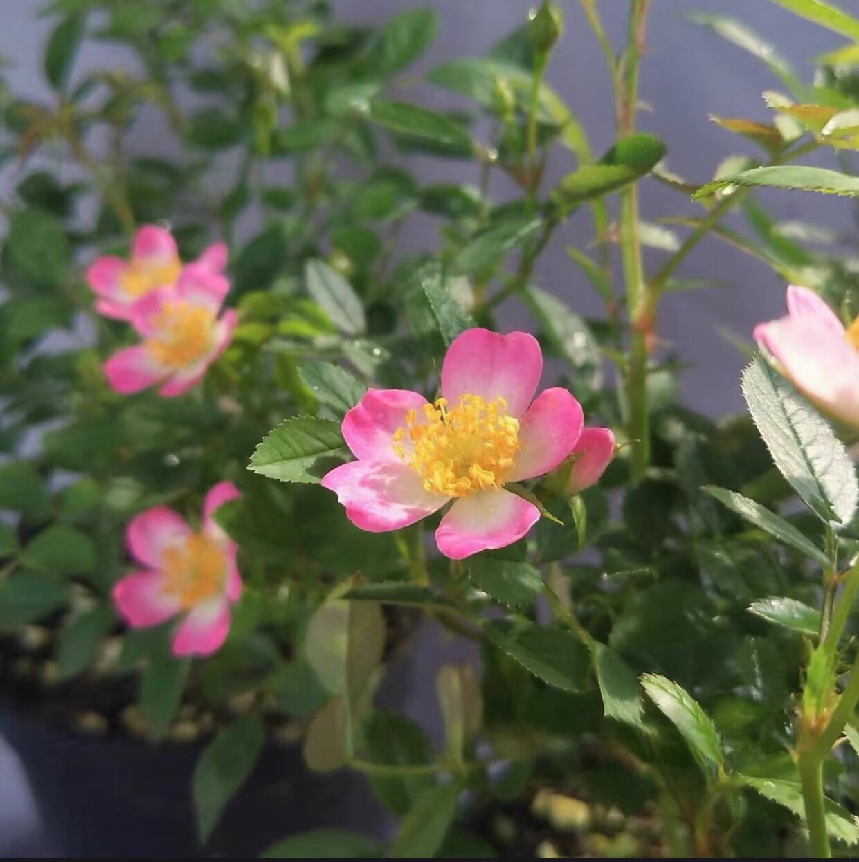 日本菜菜子姬月季蔷薇超微月季