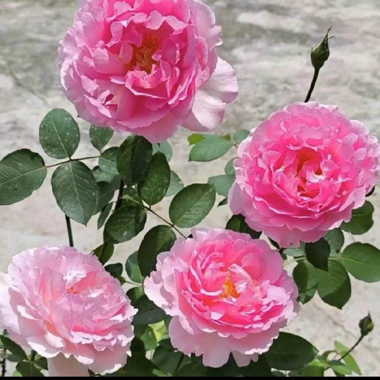 伊芙粉伯爵 月季花苗盆栽花朵巨大阳台庭院多季开浓香花卉绿植物