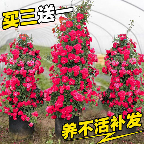 带原土发货 包成活 包对版 买五送一 直销价
