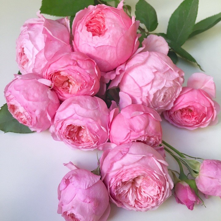 【女人遗产月季小苗】灌木勤花