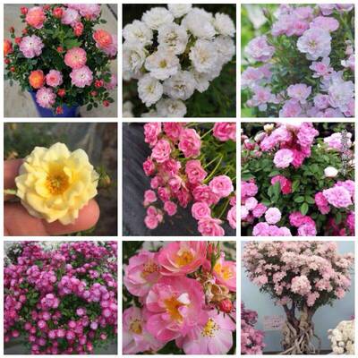 超微合集姬乙女月季扦插小苗樱坂小姑娘樱花镜天荷焦糖朱红姬玛丽