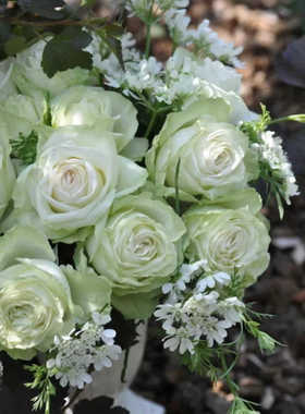 新品若菜切花月季花苗浅绿色包子花期持久勤花四季阳台庭院抗病