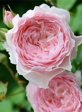 日本新品月季美咲/Misaki庭院玫瑰丰花浓香月季玫瑰花扦插小苗