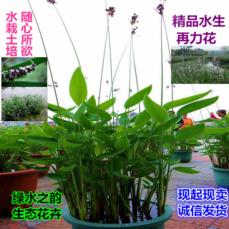 水生花卉再力花苗室外池塘绿化人工湿地挺水植物净化水质公园小区