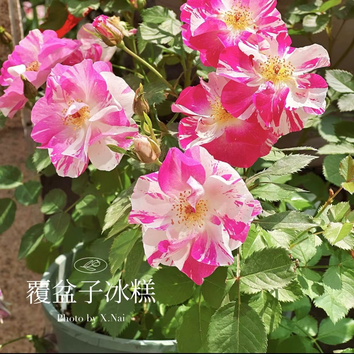 覆盆子冰糕  月季花苗灌木单瓣粉色条纹浓香勤花庭院阳台盆栽花卉