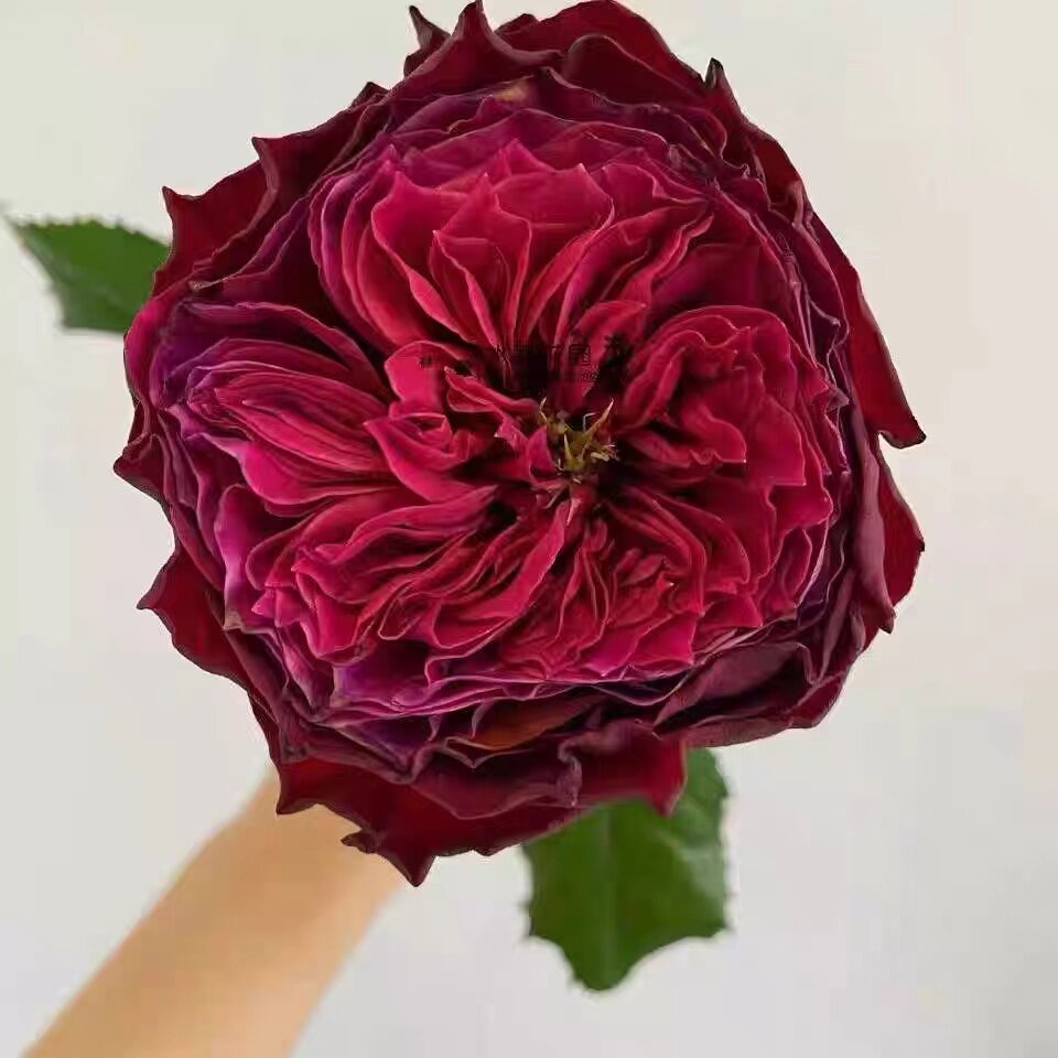 魔法珊瑚心 月季花苗灌木大花切花玫瑰直立勤花庭院阳台盆栽