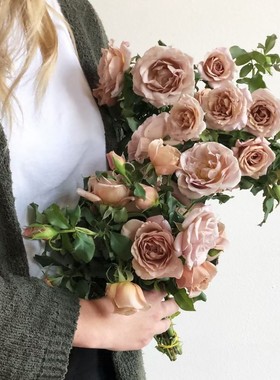 可可洛可（Koko Loco ）复古风丰花月季巧克力色可可洛克月季小苗