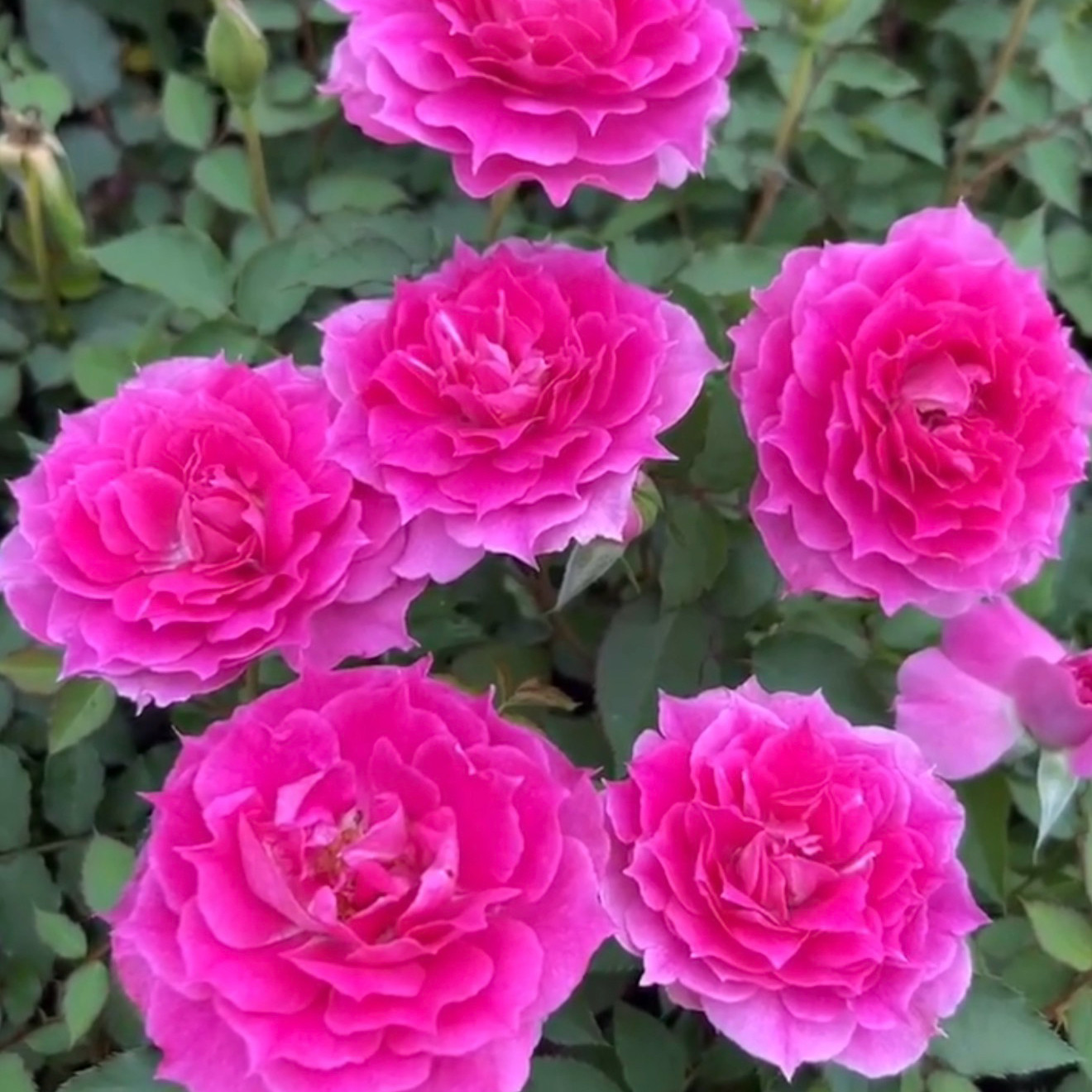 天方夜谭 浓香灌木 丰花多季节开花 月季扦插花苗 阳台花卉