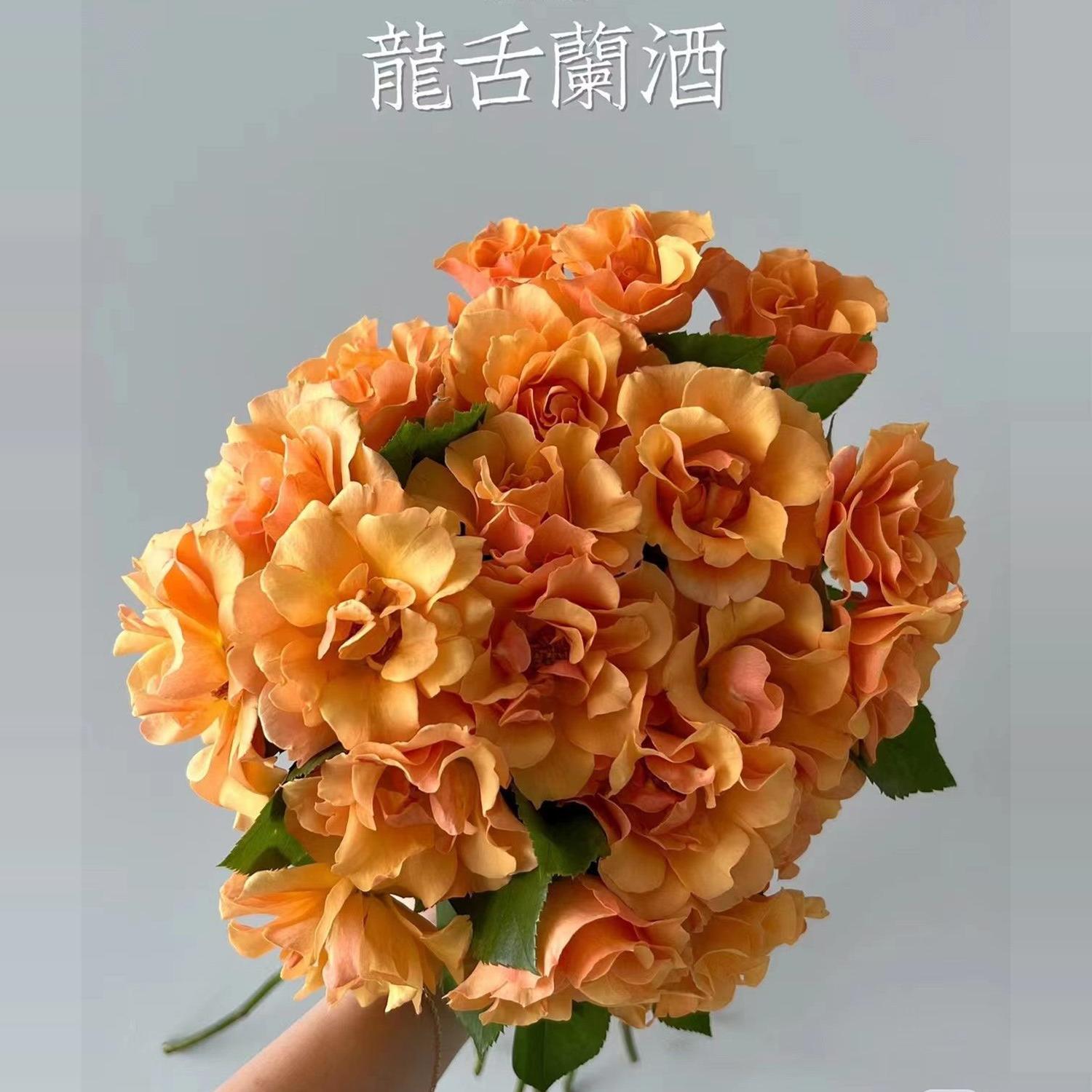 龙舌兰酒直立月季阳台庭院抗病复花长势好植物盆栽苗