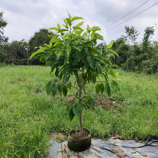 白兰花盆栽绿植室内四季白玉兰树苗嫁接黄桷兰庭院当年开花浓香型