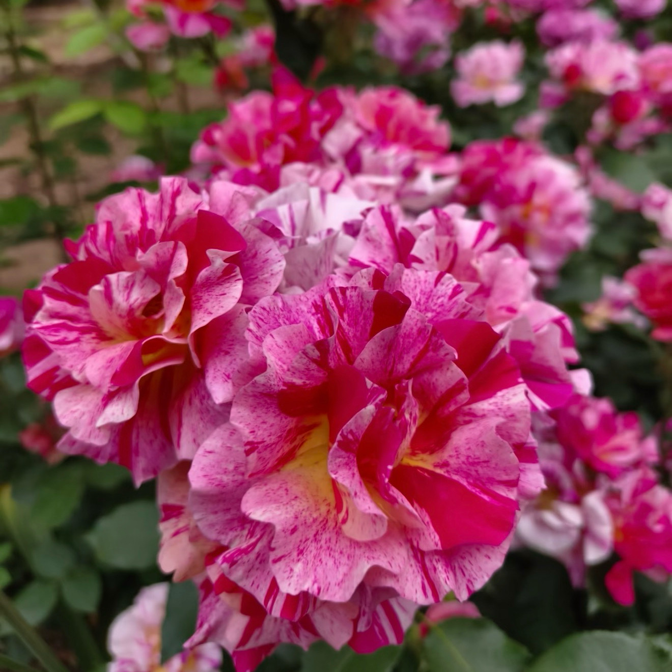 埃德加德加 条纹月季小苗庭院花卉盆栽