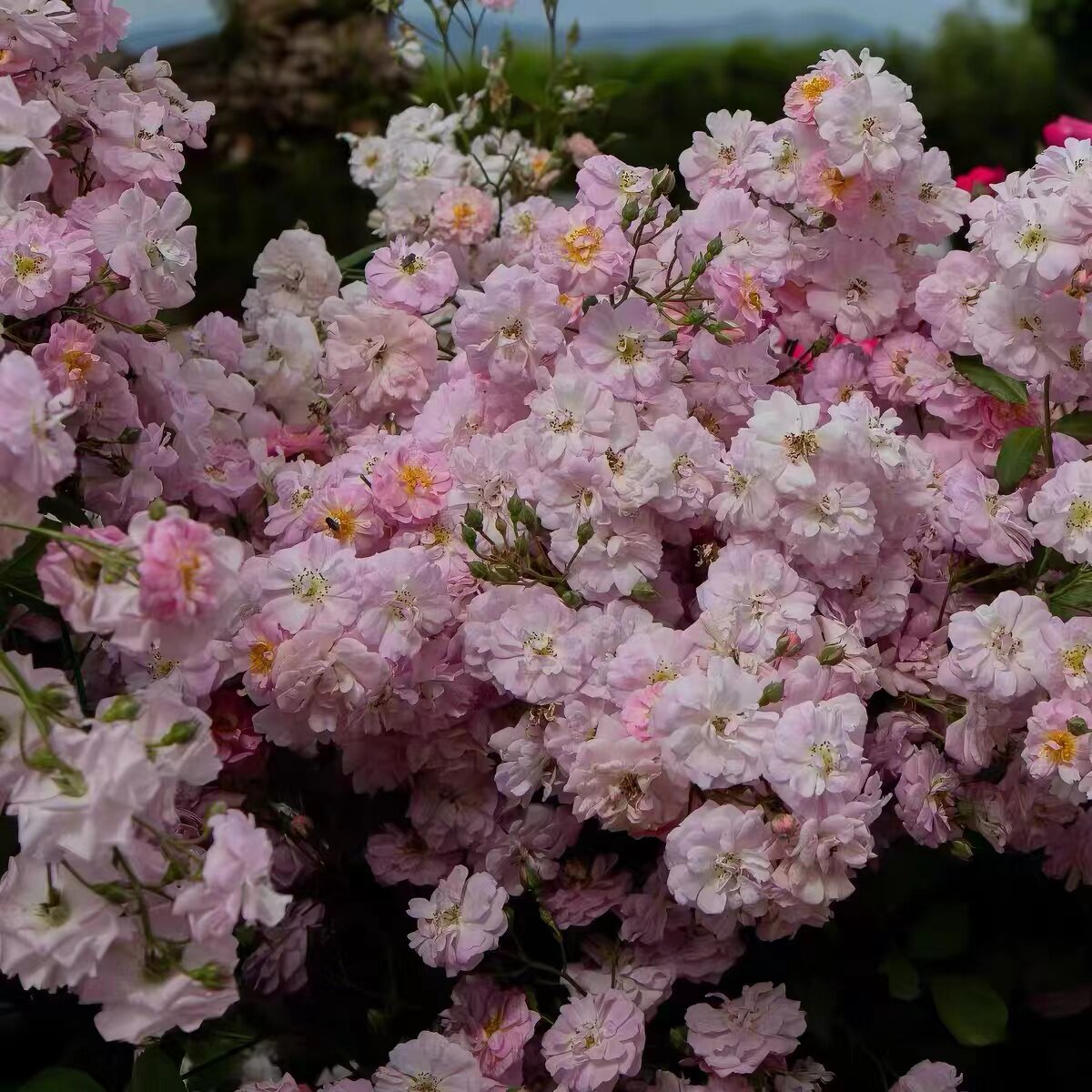 藤本植物浓香庭院地栽开花机器