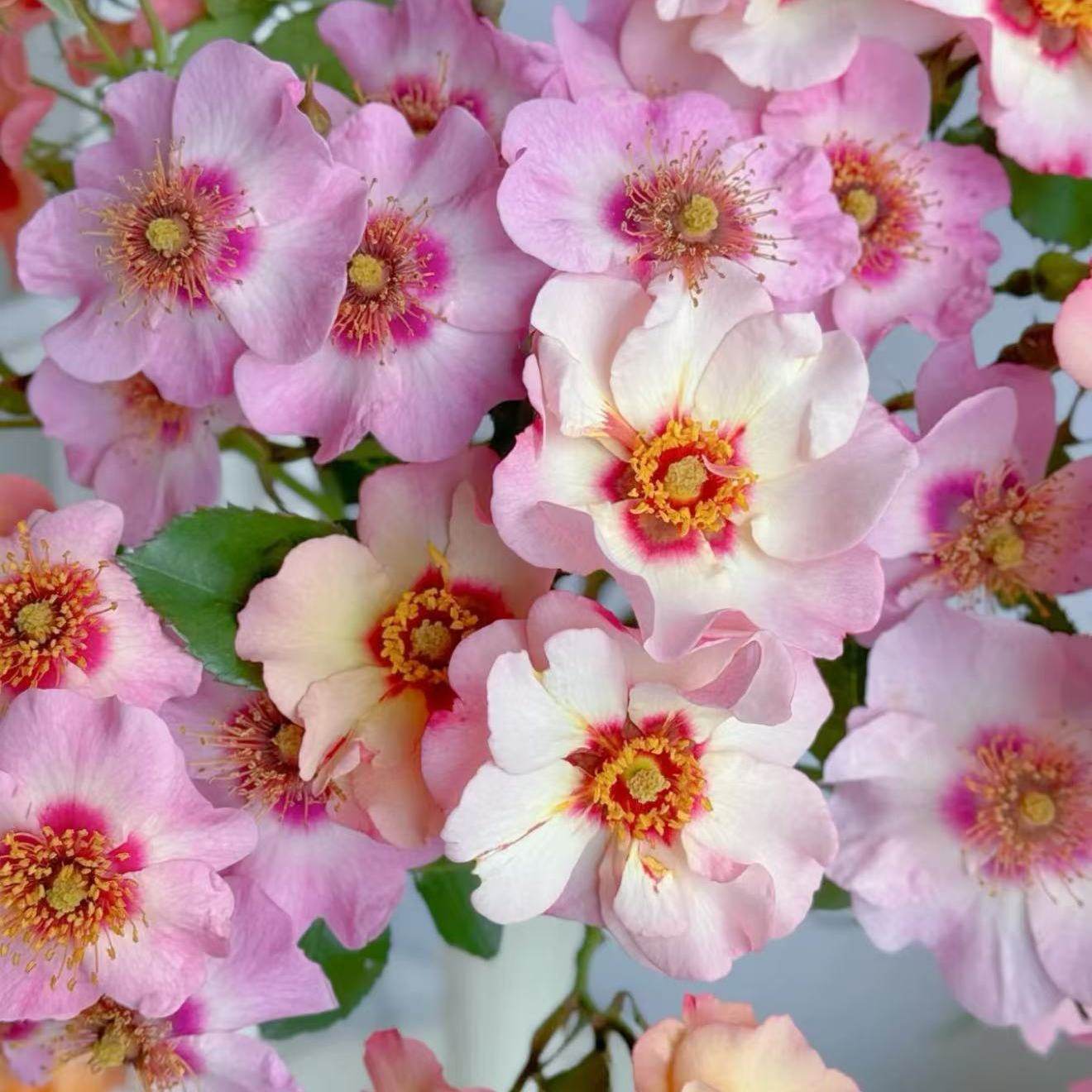 看着我的眼睛月季花颜色深浅变化长势快勤花耐热易养阳台盆栽庭院