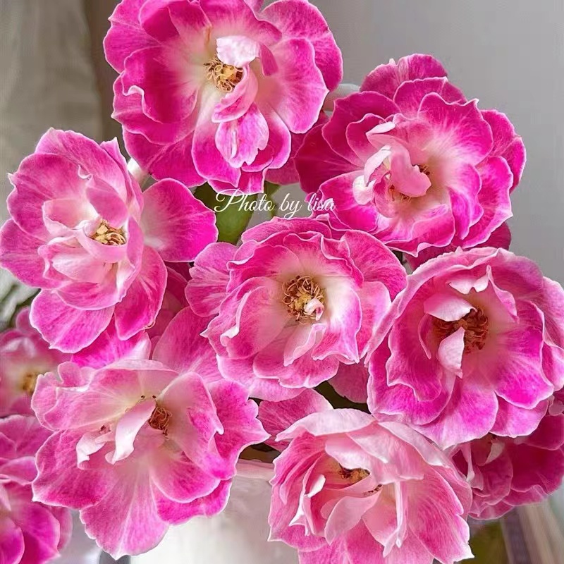 花梨 日本超新品花园木本玫瑰花苗盆栽阳台月季花卉中香