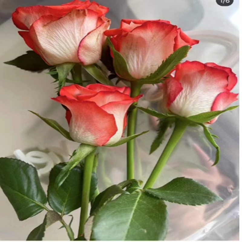腮红 新品切花月季盆栽玫瑰直立灌木月季阳台庭院,鲜花速递/花卉仿真/绿植园艺,月季/蔷薇/玫瑰,淘宝优惠券,粉丝福利购,淘宝优惠卷