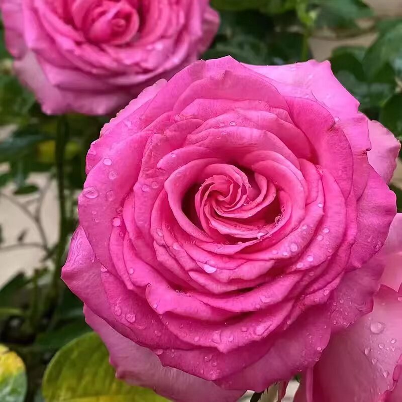 紫红色高杯切花玫瑰盆栽大苗